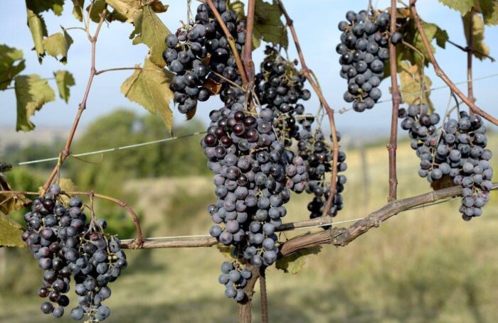 smak i aromat polskich owoców, wino, wino z Polski, polskie wino, owoce