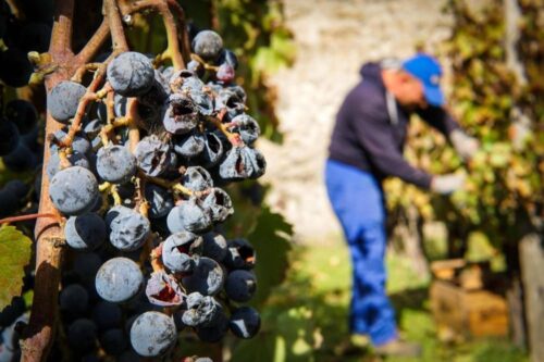 wino, Włochy, winogrona, zbiory winogron, zła pogoda, straty, Coldiretti