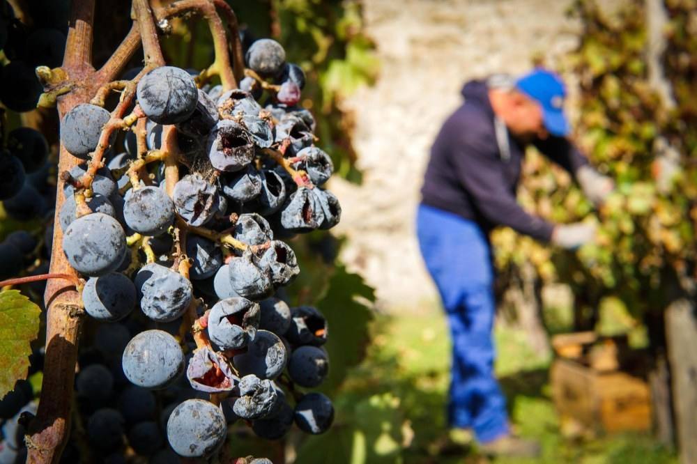 wino, Włochy, winogrona, zbiory winogron, zła pogoda, straty, Coldiretti