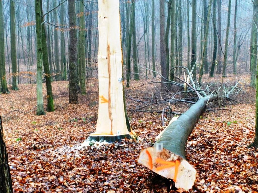 powiat jarociński, wielkopolska, lubelszczyzna, janów lubelski, tragedia w gospodarstwie, drzewo przygniotło mężczyznę