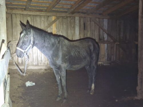 pesudoschronisko, znęcanie się, psy, konie