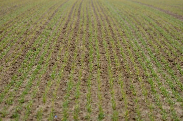 jkość ziemi uprawnej, ziemia uprawna, absorbcja węgla z atmosfery, proces sekwestracji