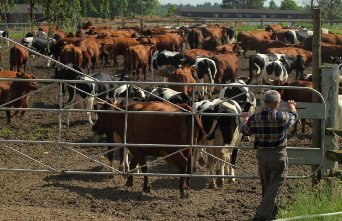 spis zwierząt, bydło, trzoda chlewna, owce, kozy, arimr, podlasie