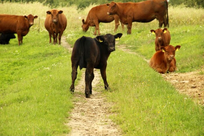 wołowina, promocja wołowiny, eksport wołowiny, phil hogan, komisja europejska