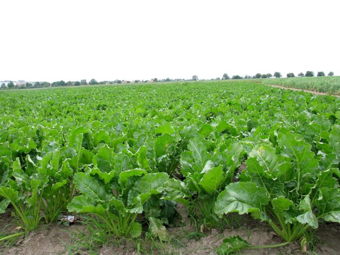 buraki cukrowe, cukier, produkcja, uprawa buraków, ministserstwo rolnictwa, Krzysztof Jurgiel