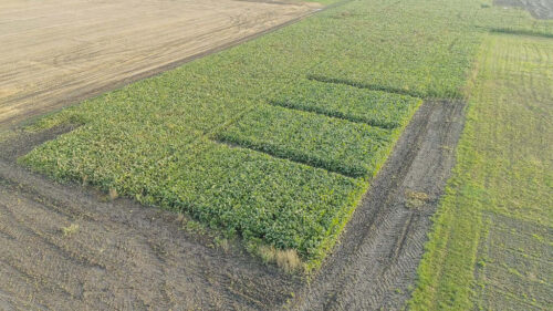 buraki, poletka, Innvigo