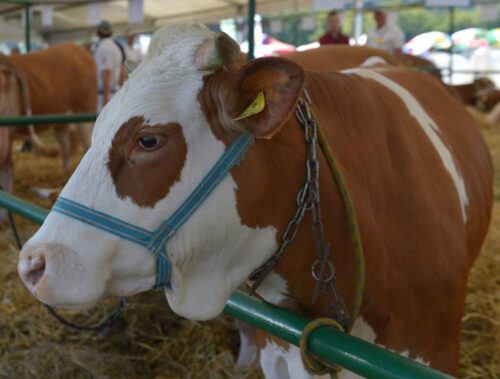 Kazachstan, biznes, firma, podlaskie, Margulan Baimukhan