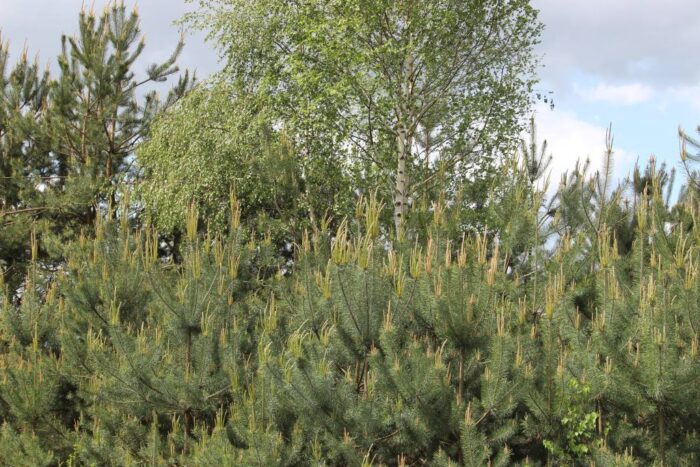 naturalna choinka, sztuczna choinka, kujawsko-pomorskie, gatunki iglaste, choinka