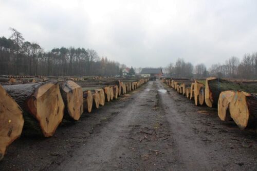 aukcja cennego drewna, sprzedaż drewna, Nadleśnictwo Turawa, lasy państwowe