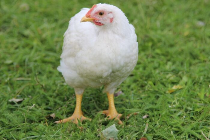 produkcja drobiu, rynek mięsa, komisja europejska