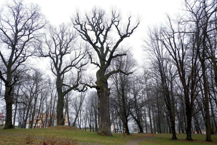 konkurs,  konkurs Drzewo Roku, Europejskie Drzewo Roku 2019, Klub Gaja