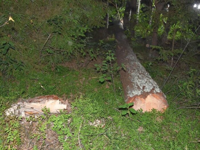 wycinka drzew, drzewo przygniotło 63-latka, Łosiniec, Monika Ryczek, powiat tomaszowski