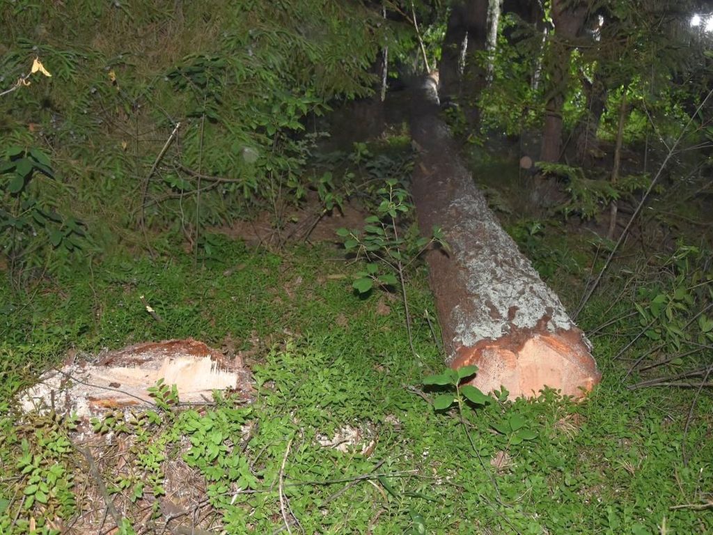 wycinka drzew, drzewo przygniotło 63-latka, Łosiniec, Monika Ryczek, powiat tomaszowski