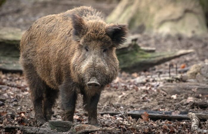 ASF, dziki, GIW, GLW,