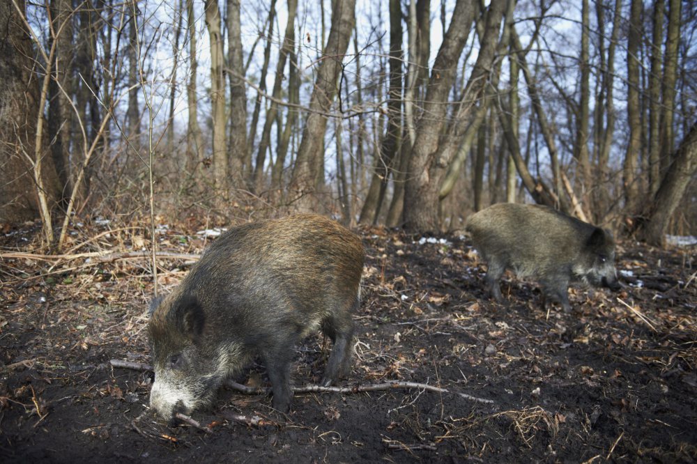 walka a asf w polsce, odstrzał dzików, polski związek łowiecki, mazowsze, Kampinoski Park Narodowy