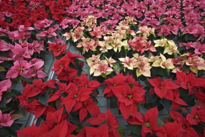 gwiazda betlejemska, święta, boże narodzenie, bronisze, ceny roślin