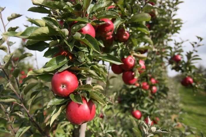 owoce, zbiory owoców, jabłka, Eberhard Makosz, Towarzystwo Rozwoju Sadów Karłowatych