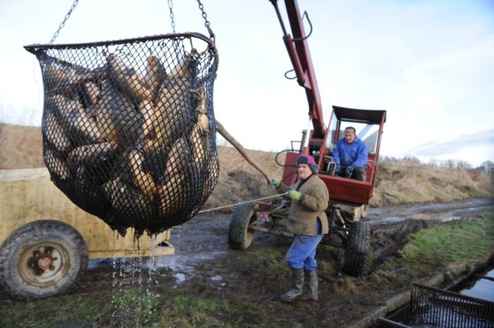 hodowla karpi, karp, cena karpia, odłowy karpi, Andrzej Pilarczyk, Zakład Ichtiobiologii i Gospodarki Rybackiej PAN
