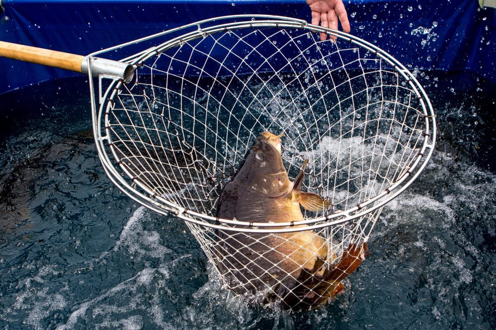 hodowla karpia, Stawy Milickie, dolny Śląsk