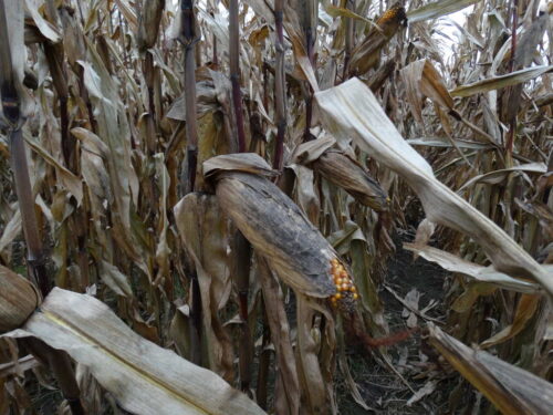 kolba kukurydzy, ziarno