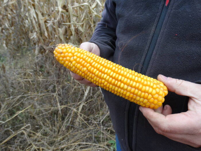 kolba, kukurydza, ziarno