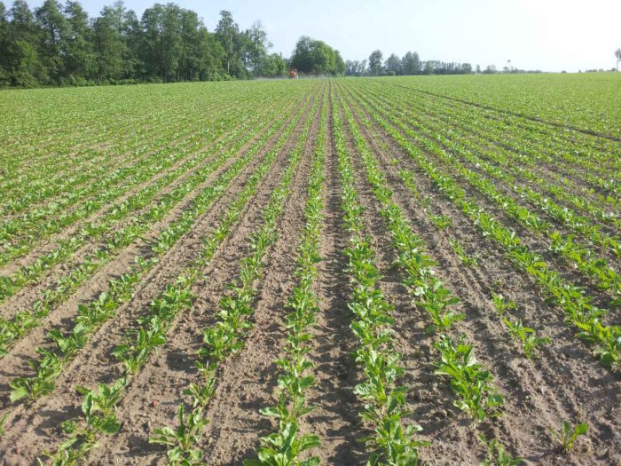 Nordzucker Polska, cena za buraki cukrowe, KZPBC, Cukrownia Chełmża, Rafał Strachota
