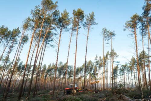 lasy państwowe, nawałnica, straty w lasach, Mateusz Stopiński, pozyskiwanie drewna, rynek drewna