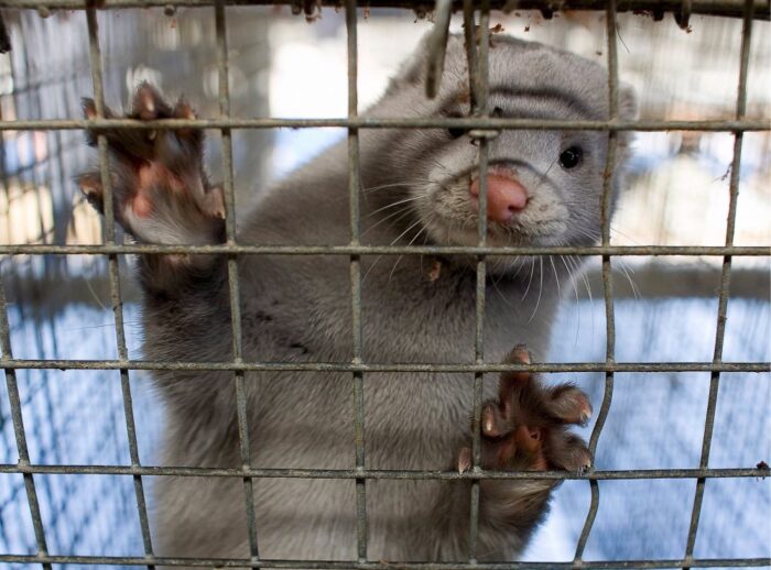 hodowla zwierząt futerkowych, zwierzęta futerkowe, ustawa o ochronie zwierząt, branża futerkowa, norki