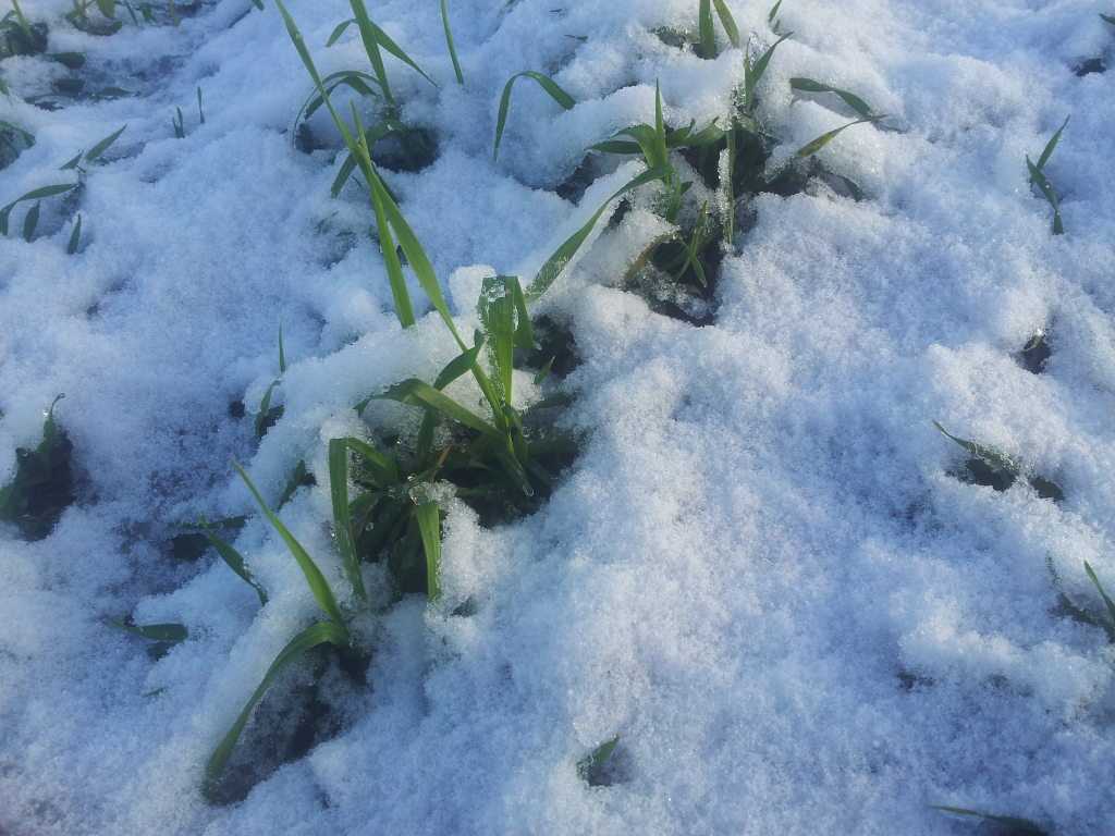 pszenżyto ozime, pole, śnieg, powiat moniecki