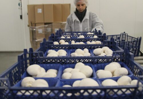 eksport, warmińsko-mazurskie, przedsiębiorcy, agrobiznes, biznes, firma, przedsiębiorca rolny