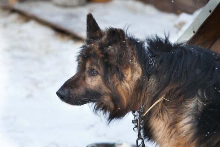 trzymanie psów na łańcuchu, ustawa o ochronie zwierząt, Agnieszka Widera-Jakubiak, lekarze weterynarii