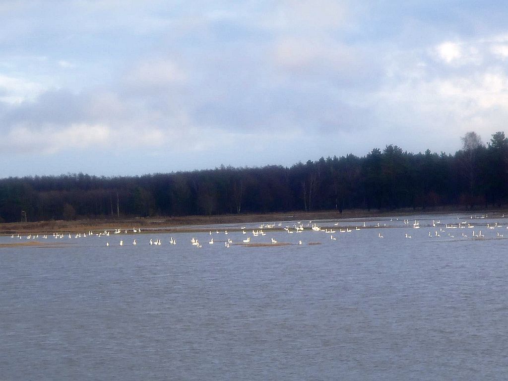 pola i łąki pod wodą, mazowsze, pomorze, gmina darłowo, mława, zalane pola