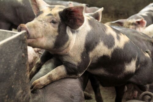 polskie rasy rodzime, Biostrateg, zdrowa żywność, CTR