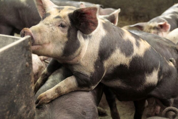 polskie rasy rodzime, Biostrateg, zdrowa żywność, CTR