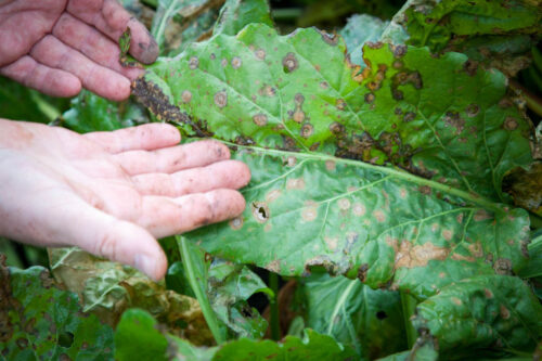 brunatna plamistość liści, buraka cukrowy