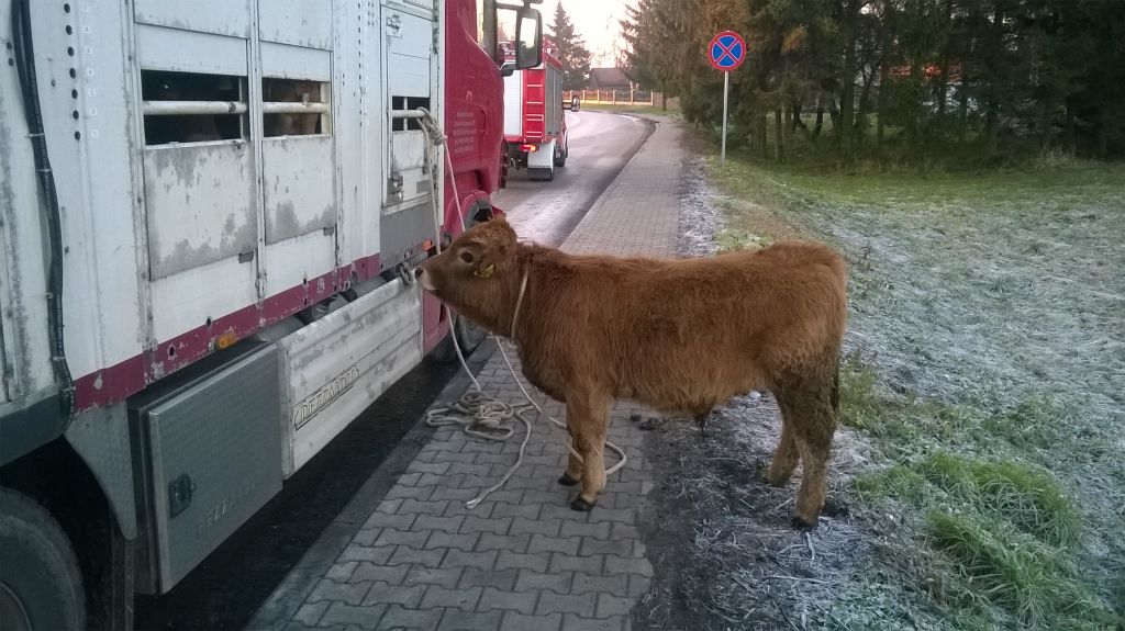 transport bydła, bydło, Teratyn, Hrubieszów, lubelszczyzna, policja