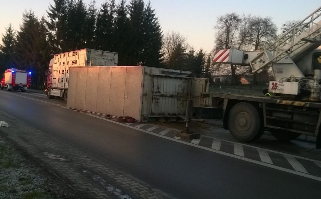 transport bydła, bydło, Teratyn, Hrubieszów, lubelszczyzna, policja