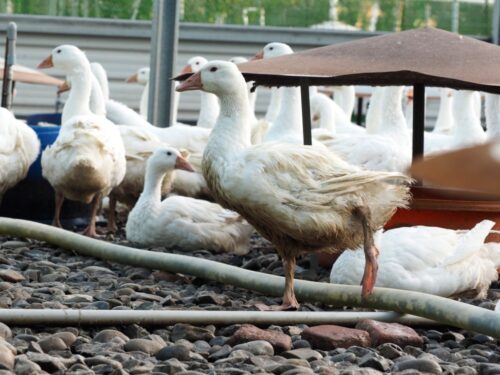 ptasia grypa, ferma kaczki, drób, holandia, Biddinghuizen, prowincja Flevoland