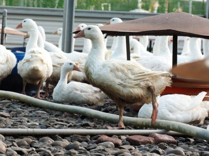 ptasia grypa, ferma kaczki, drób, holandia, Biddinghuizen, prowincja Flevoland