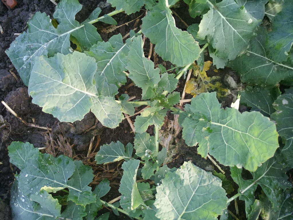 rzepak, plantacja, powiat makowski