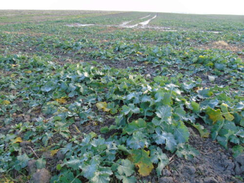 ochrona rzepaku, KZPRiRB, chloropiryfos, chloropiryfos metylowy, wycofane substancje aktywne, insektycydy rzepakowe,