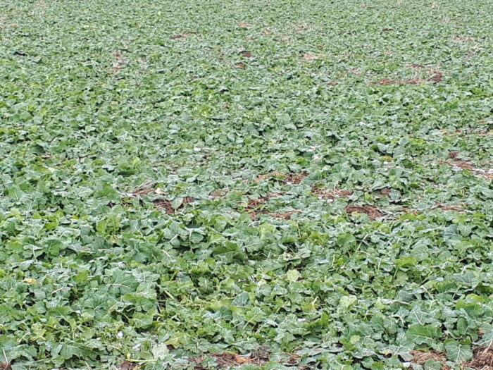 rzepak, grudzeiń, plantacja, Sahryń