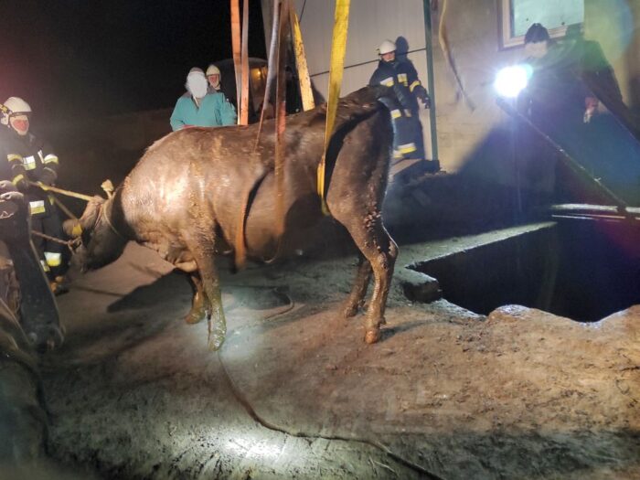 byki w szambie, Sebastian Andrzejewski, Łagiewniki, hodowla bydła