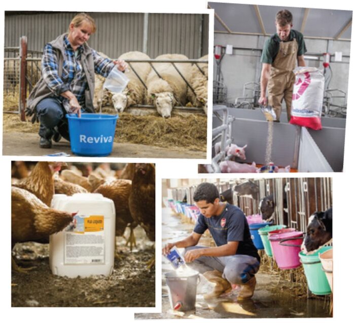 cielęta, biegunka, trouw nutrition, bydło mleczne