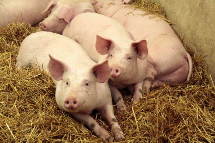 dopłaty dla hodowców krów i świń, dobrostan zwierząt, Europejski Fundusz Rolny, prow 2014-2020