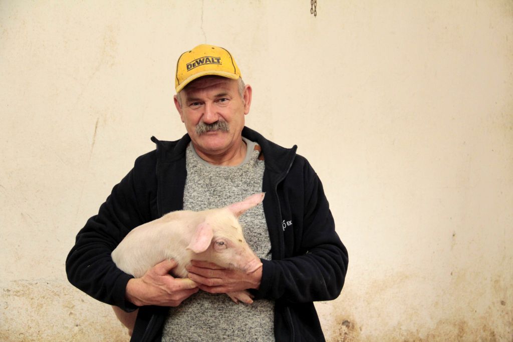 tuczniki, cykl zamknięty, trzoda, Ekoplon