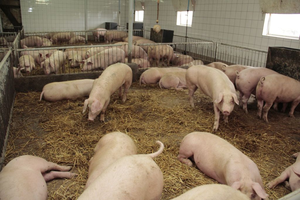 tuczniki, żywiec wieprzowy, Niemcy, cena