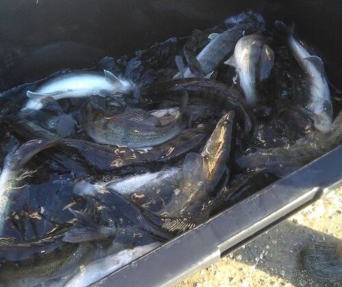 ryby, śnięte ryby, Jezioro Otmuchowskie, wędkarze, opolskie