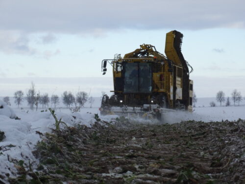 zbiór buraków, kombajn buraczany, Adelina, pole, śnieg