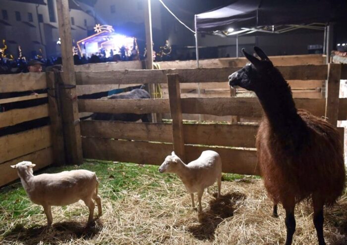 żywa szopka, owce, lama